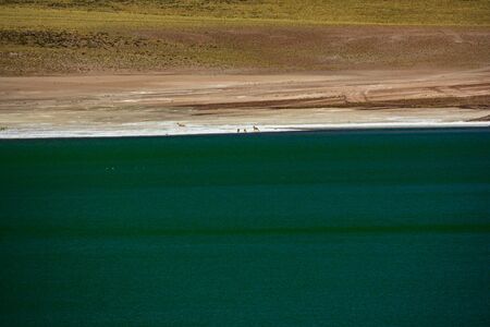 Highlands lake with Vicugna vicugna cattle feeding in the shoreの写真素材