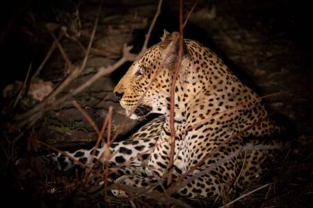 Leopard resting in the bush at nightの写真素材