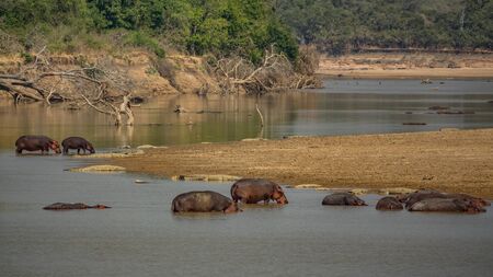 Spectacular scene of river full of hippos and crocodilesの写真素材