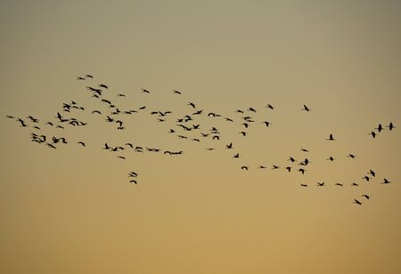 Cranes flying against golden sky, profile viewの写真素材