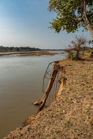 Sandy river bank with erosion causing trees falling apartの写真素材