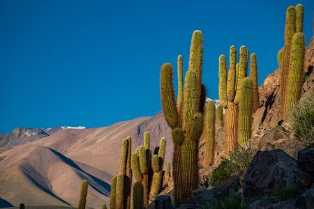 Guatin canyon with many huge cactus under clear blue skyの写真素材