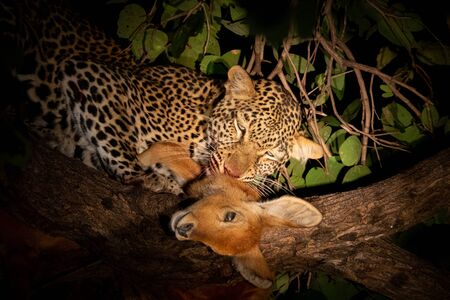 Leopard eating hunted puku over tree at nightの写真素材