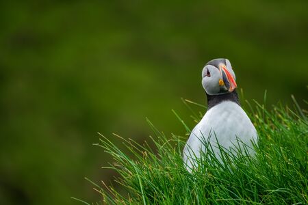 Front view of puffin in the hill looking at the cameraの写真素材