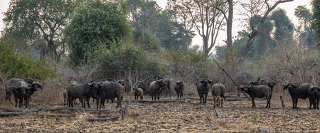 Large group of buffaloes panorama in the wildの写真素材