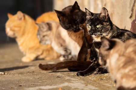 Cats sunbathing and carey cat with open eyesの写真素材