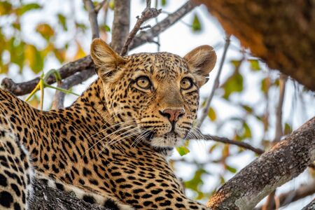 Leopard over the tree looking into the distanceの写真素材