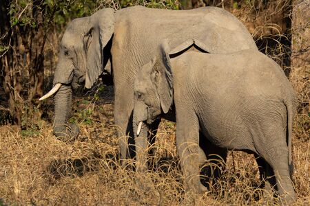 Two old and young elephants feeding in the natureの写真素材