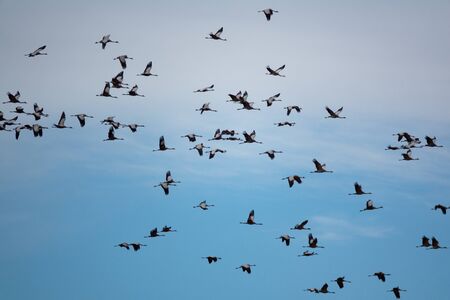 Random cranes flying against sky, profile viewの写真素材