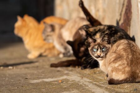 Cats sunbathing with one of them looking to the cameraの写真素材