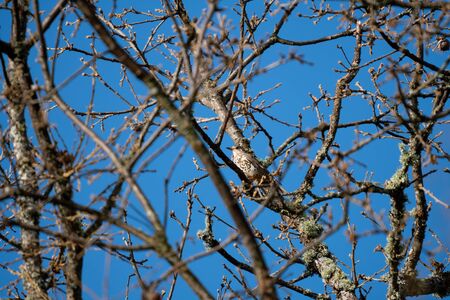Thursh bird camouflaged in the tree branchesの写真素材