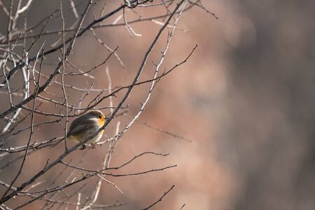 Robin, Erithacus rubecula bird over the branchesの写真素材