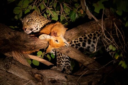 A leopard with its prey, a puku in a treeの写真素材
