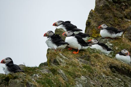 Cold and windy climate with puffins over the rocksの写真素材