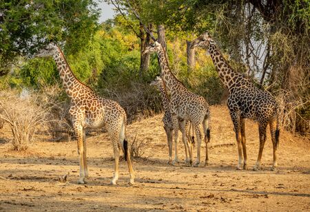 Profile view of four different size giraffesの写真素材