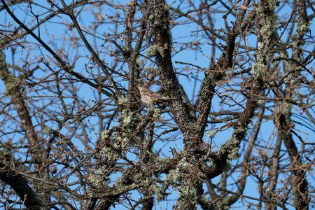 Thursh bird hidden in the tree branches, bottom viewの写真素材