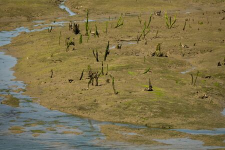 Low tide with dead trunks in the mudの写真素材