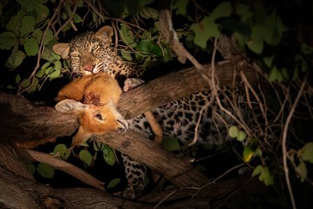 A leopard with its prey, a puku in a tree branchの写真素材
