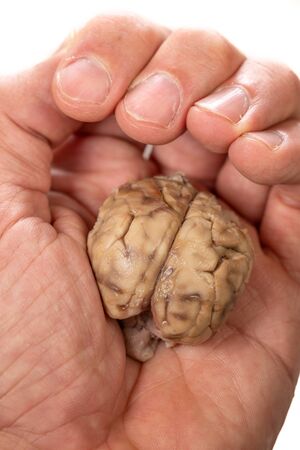 Small brain inside human hand, closeup viewの写真素材