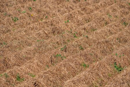 Dry tiger nut field with furrows ready for recollectionの写真素材
