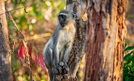 Wild monkey over trunk opening mouth and looking to the leftの写真素材
