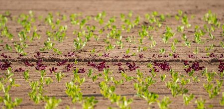 Ordered lettuce plantation with differente colorsの写真素材