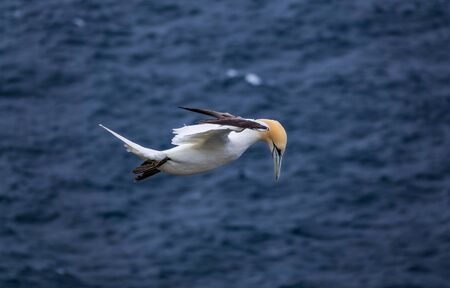 Morus bassanus flying over the ocean, side view with text spaceの写真素材
