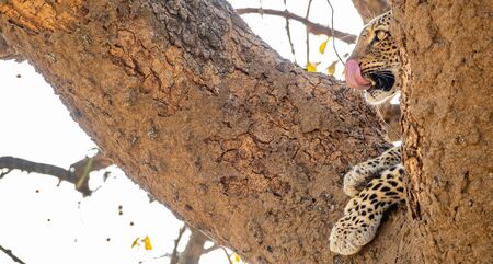 Leopard over the tree with tongue out for huntingの写真素材