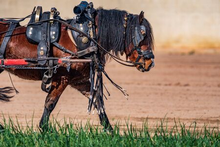 Work horse profile leading a cart over onion fieldの写真素材