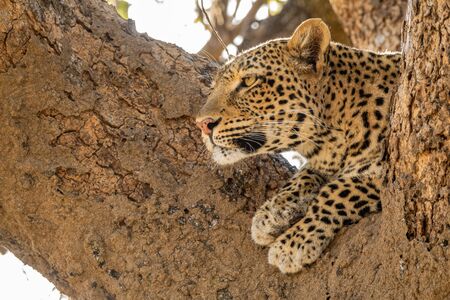 Wild leopard over tree looking into the distanceの写真素材