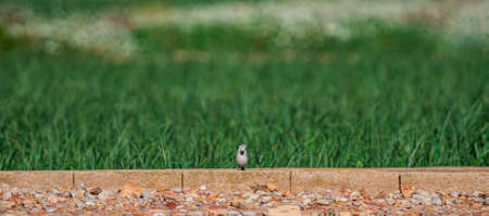 Motacilla alba bird over bricks looking to the rightの写真素材