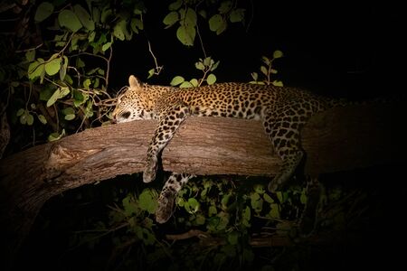 Night view of leopard over branch taking a napの写真素材
