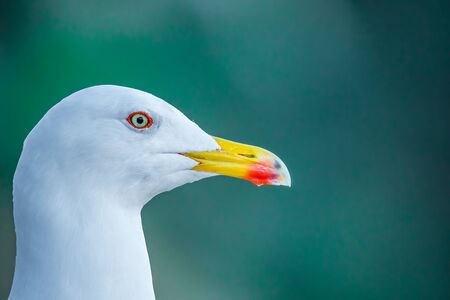 Closeup of seagull against blurred background looking to the right