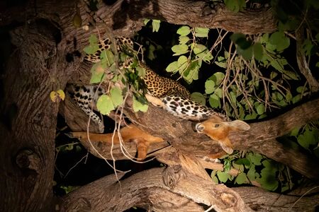 Leopard over the tree eating puku antelopeの写真素材