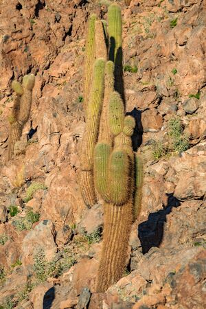 Huge cactus in the wild terrain of Guatin canyonの写真素材