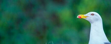 Seagull head against blurred background looking to the leftの写真素材