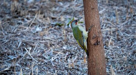 Picus viridis woodpecker over isolated tree trunk with text spaceの写真素材