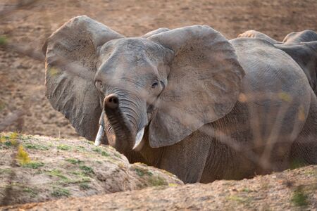 Front view of elephant raising trunk to the cameraの写真素材