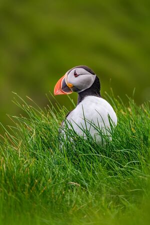 Single puffin on top of the hillside looking to the left with text space, vertical compositionの写真素材