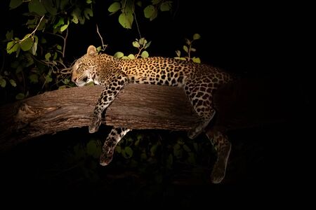 Night view of angry leopard over branch taking a napの写真素材