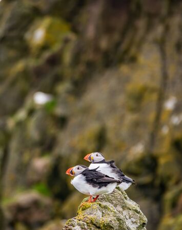 Puffins on top of the rock with text space