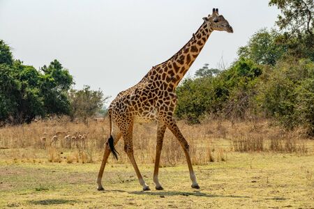 Profile view of giraffe walking with many birdsの写真素材