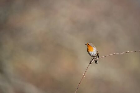 Robin, Erithacus rubecula bird over the sprigの写真素材