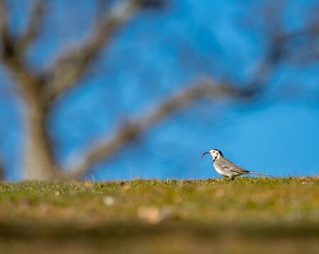 Wagtail on the grass with worm on beakの写真素材