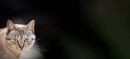 Front view of cat looking to the camera with black background
