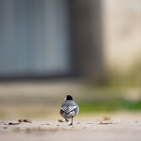 Rear view of Wagtail walking on the streetの写真素材