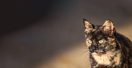 Carey cat head looking to the leftの写真素材