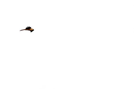 Kite bird flying against white background with open wingsの写真素材