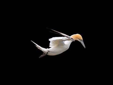 Profile of Morus bassanus flying over black backgroundの写真素材