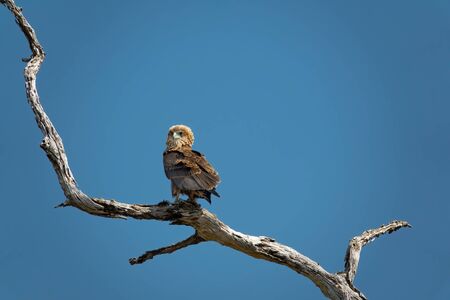 Bateleur eagle on top of dry tree branch looking to the frontの写真素材
